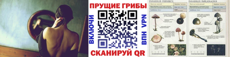 Галлюциногенные грибы Psilocybe  где купить наркоту  Сертолово 
