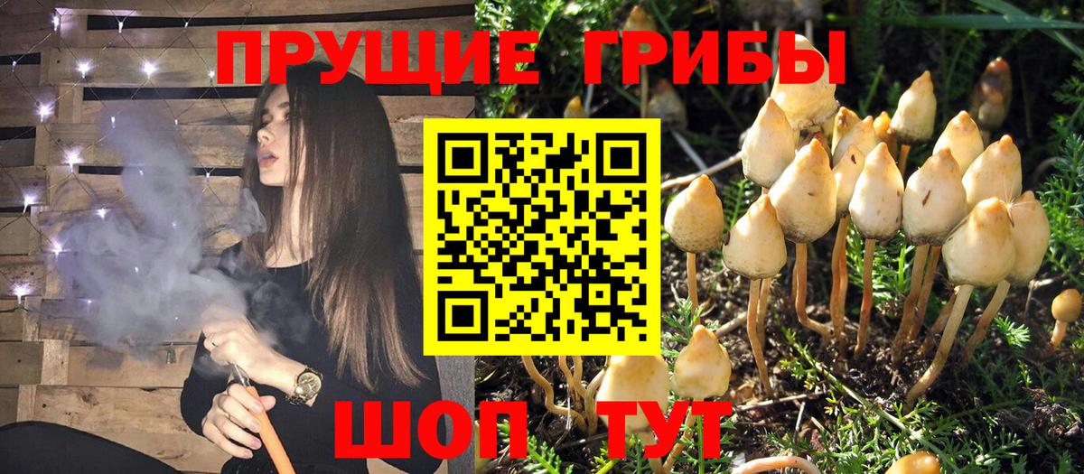 Псилоцибиновые грибы Psilocybine cubensis  Сертолово 